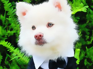 Funny Baby Animals Jigsaw Puzzle Game - Puzzle Game