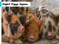 Cute Piglet Jigsaw Puzzle